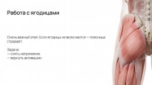Специфика массажа средней ягодичной мышцы в рамках терапии поясничных болей. Момот С.Н.