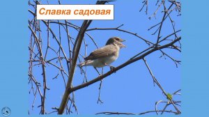 Славка садовая поёт. Песенка, знакомая многим