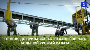 От поля до прилавка: Астрахань собрала большой урожай салата
