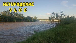 Кубань разлилась. 21.05.26