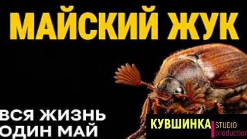 Майский Жук 4 года заточения смотреть онлайн