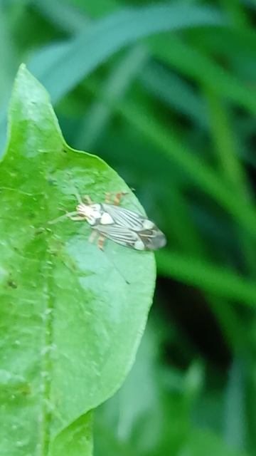 Клоп полосатый дубовый (Rhabdomiris striatellus) смотреть онлайн