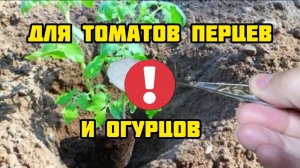 Киньте это в лунку при посадке ТОМАТОВ, ОГУРЦОВ И ПЕРЦЕВ и они сразу пойдут в рост!