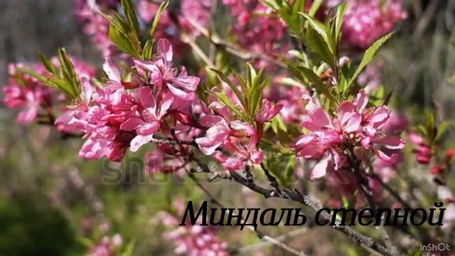 Окружающий мир «Природные зоны России. Зона степей» 4 класс