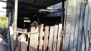 Причесала,накормила и все купила.Живем в русском селе/