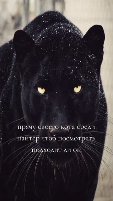 Прячу своего кота среди пантер, чтобы посмотреть подходит ли он смотреть онлайн