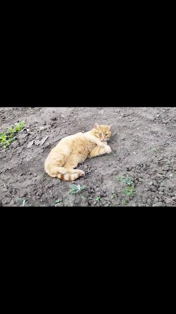 смущенный Рыжик смотреть онлайн