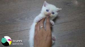 Котята весело играют