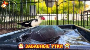 Забавные утки мускусные и пекинские на свободном выгуле со своими друзьями ч.(398) ❣️🤗😂