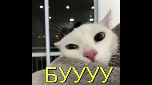 (perceber slowed) котики эдит 2