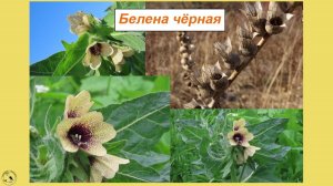 Белена чёрная - ядовитая красота