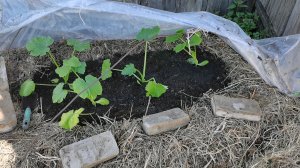 Огородные работы 25 мая в Сибири потеплело наводим порядок.