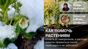 Как спасти растения от заморозков, а рассаде помочь прижиться и не заболеть