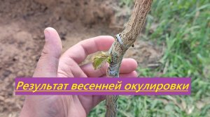 Результат весенней окулировки фундука