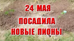 24 мая. Посадила новые пионы