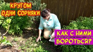Сныть, пырей, будра, одуванчики. Эффективные способы борьбы с сорняками. И правильное мульчирование!