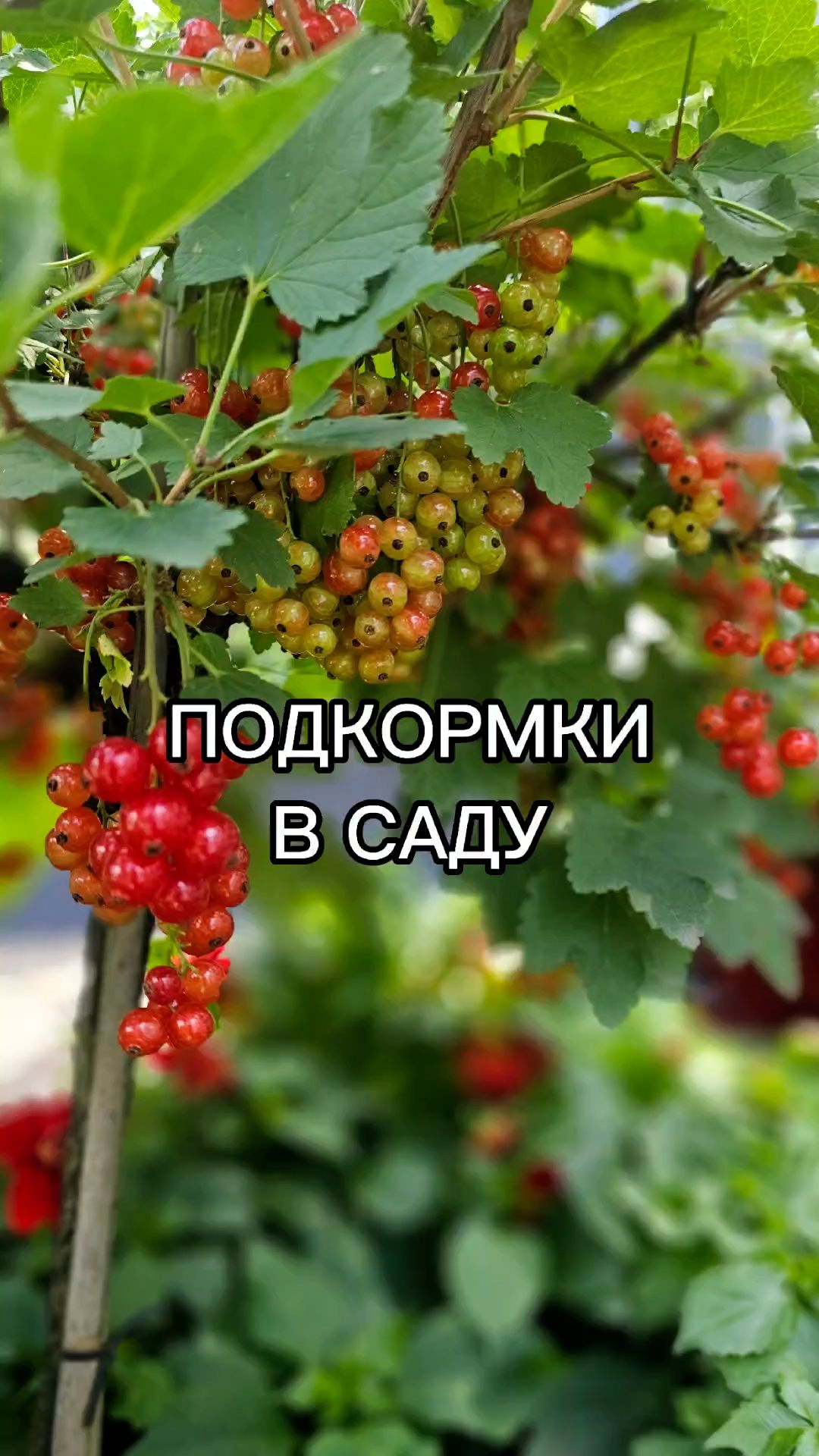 Подкормки в саду. ВАЖНЫЕ НЮАНСЫ!