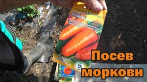 Вишня отцвела - смело сеем морковь