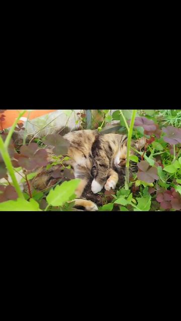 кошка в помидорах смотреть онлайн