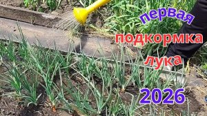 Первая важная подкормка лука и оживляю почву.