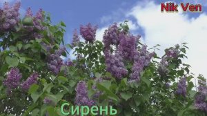 Ах,сирень моя сирень