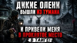 ДИКИЕ ОЛЕНИ ВЫШЛИ ИЗ ТУМАНА И ПРИВЕЛИ МЕНЯ В ПРОКЛЯТОЕ МЕСТО в тайге!