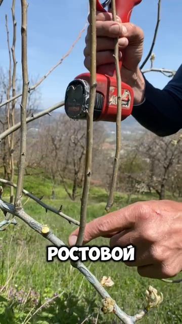 Лучший способ удаления волчковых побегов и нежелательных веток на дереве.