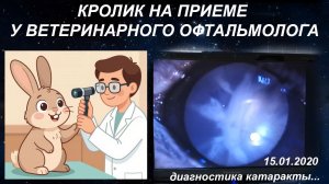 Кролик на приеме у ветеринарного офтальмолога. Диагностика катаракты