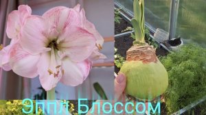 31-05-2026.Дача.Последний гиппеструм приехал на дачу.Готовлю грядку под тыквы.(23.05.-24.05.26)