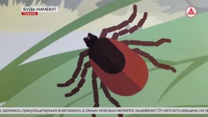 Активность клещей