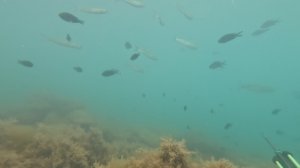 Подводная охота на Чёрном море! Ловим, готовим и коптим черноморскую рыбу в мае)