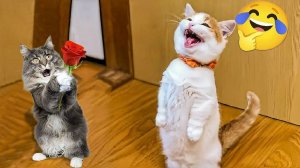 СМЕШНЫЕ КОТЫ | ЛУЧШИЕ ПРИКОЛЫ С КОТАМИ, СОБАКАМИ, КОШКИ, СОБАКИ, ЖИВОТНЫЕ, СМЕШНОЕ ВИДЕО