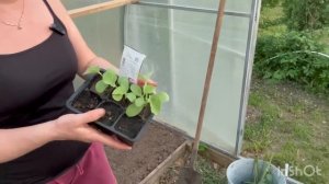 Жизнь на 5 сотках/Высадили огурцы и дыни в грунт/Готовимся к приходу холодов