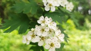 Влог за два дня. Я ему нашла пару.Что я смотрю,мои любимые передачи.