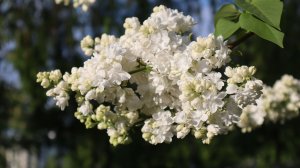 Гроздья сирени - краски уходящей весны