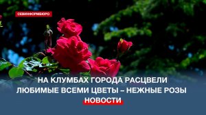 На клумбах города расцвели любимые всеми цветы – нежные розы