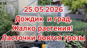 25.05.2026 Дождик и град. Жалко растения! Ласточки боятся грозы