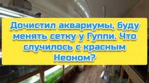Дочистил аквариумы, буду менять сетку у Гуппи. Что случилось с красным Неоном_