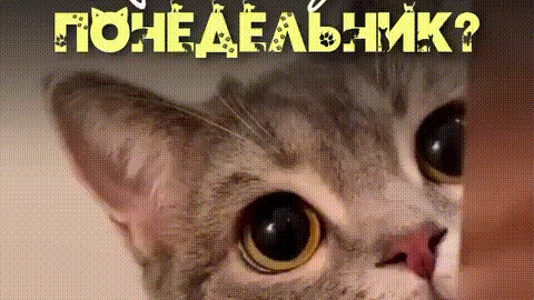 С добрым утром, понедельник! Шикарная музыкальная открытка.