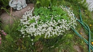 01-06-2026.Дача..Накрыла тыквы и кабачки.Азалия на бутонах..(23.05.-24.05.2026)