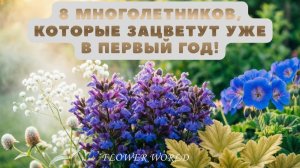 8 многолетников, которые зацветут УЖЕ в первый год! 🌸 Быстрый сад без ожидания.