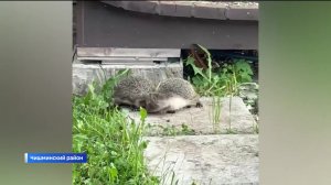 Драку ежей сняли на видео в Башкирии