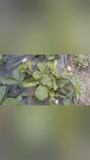 Цветет клубника.Пообещали заморозки до -5