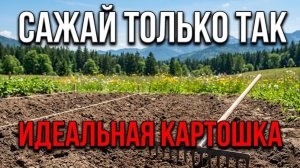 Идеальная посадка картофеля: расстояние, разметка по шнурке и секретная органика в лунку