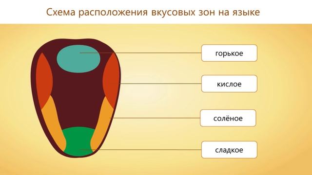 Окружающий мир «Органы чувств» 3 класс