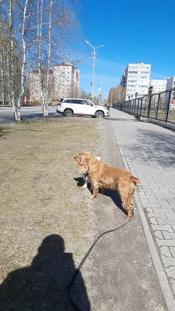 Корги Булочка познакомилась еще с двумя собаками, одна оказалась не дружелюбной #корги #собаки