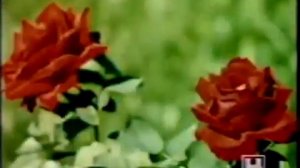Статичная заставка «Розы» (4-й канал Останкино, 1992)