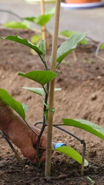 Как формировать растения баклажанов в теплице?🍆🌱