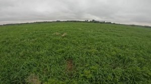 Кира,работа как есть. 21 минут в поле, 5 встреч, 3 работы