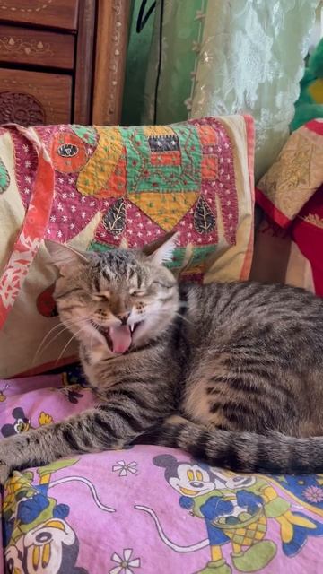 Что хочет Зиточка😻😘🥰🤩🐈😁